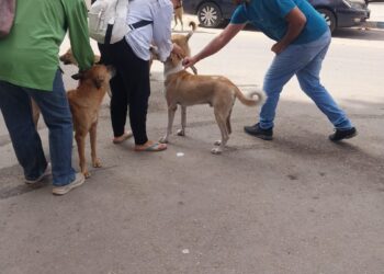مديرية الطب البيطري بالسويس: توفير 500 جرعة لقاح مجاني ضد السعار للكلاب الضالة