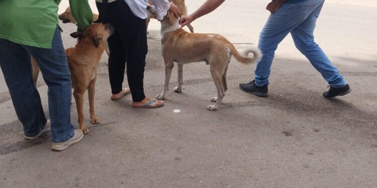 مديرية الطب البيطري بالسويس: توفير 500 جرعة لقاح مجاني ضد السعار للكلاب الضالة