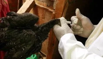  إسبانيا تفرض حظراً على حركة الدواجن في 1199 بلدية لمكافحة تفشي إنفلونزا الطيور