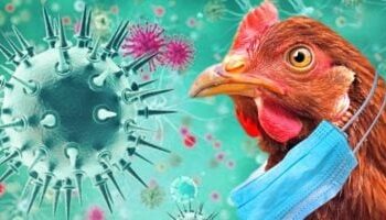 إسبانيا تغلق جميع مزارع الدواجن الخارجية لمنع تفشي إنفلونزا الطيور