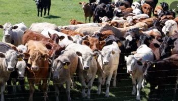  الزراعة تعلن طرح سلالات أبقار وجاموس عالية الإنتاجية للمربين.. بتمويل 5% وفترة سماح 9 أشهر