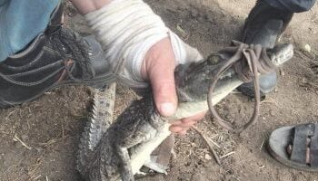 نجاح عملية اصطياد التمساح في قرية السدرة بالشرقية