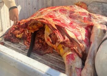 “الزراعة”: ضبط 135 طنًا من اللحوم المخالفة خلال النصف الأول من ديسمبر