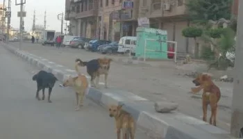 القاهرة تخصص أول قطعة أرض لإيواء الكلاب الضالة ضمن خطة لحماية السكان والحفاظ على حقوق الحيوان