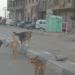 القاهرة تخصص أول قطعة أرض لإيواء الكلاب الضالة ضمن خطة لحماية السكان والحفاظ على حقوق الحيوان