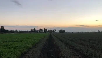 “أصعب 40 ليلة على الزرع”.. انطلاق أربعينية الشتاء اليوم والزراعة تُعلن حالة الاستنفار لحماية المحاصيل من “الكوالح”