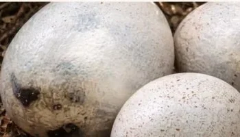 كنوز العصر الطباشيري في إسبانيا.. اكتشاف بيض ديناصورات “حمراء” يكشف أسرار التيتانوصورات العملاقة