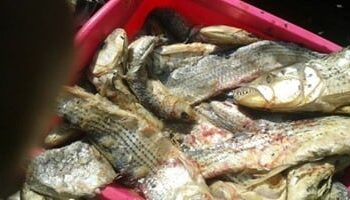 حبس بائع متجول بتهمة بيع فسيخ فاسد أدى إلى وفاة أب وإصابة أبنائه بالتسمم في المطرية”