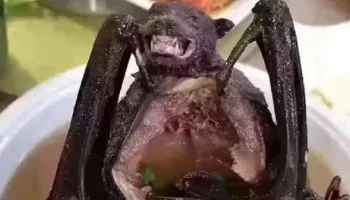 الصحة العالمية: خطر انتشار فيروس نيباه في الهند منخفض ولا قيود على السفر