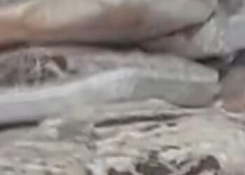 ضبط 100 كجم لحوم منتهية الصلاحية داخل مطعم شهير بطنطا