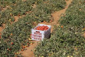 بعد ارتفاع سعر الطماطم لـ 50 جنيهًا.. نقيب الفلاحين: تراجع الأسعار بعد 20 يومًا