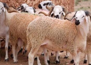 قبل عيد الأضحى.. تعرف على أسعار الخرفان والبقري والجاموسي في الأسواق