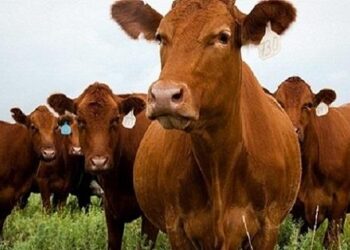 أسعار الماشية واللحوم اليوم الخميس 30 أبريل 2026 في الأسواق