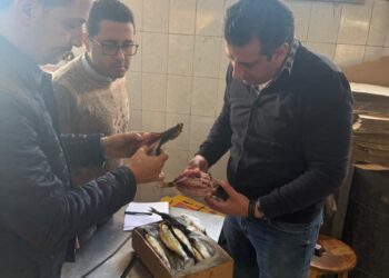 ضبط 3 أطنان رنجة مشتبه في عدم صلاحيتها للاستهلاك الآدمي بكفر الزيات