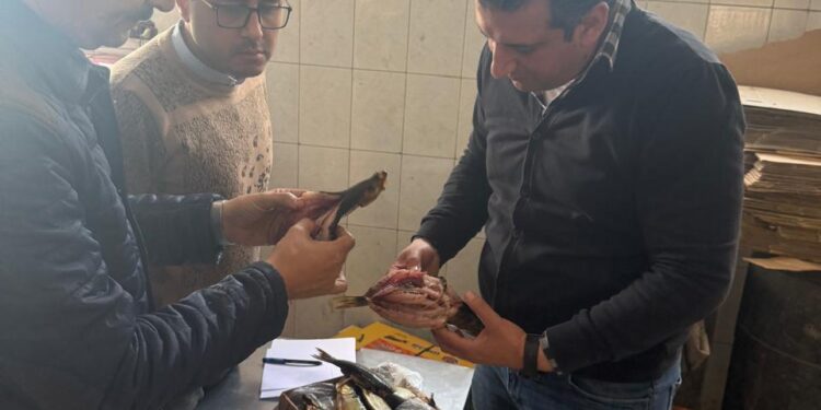 ضبط 3 أطنان رنجة مشتبه في عدم صلاحيتها للاستهلاك الآدمي بكفر الزيات