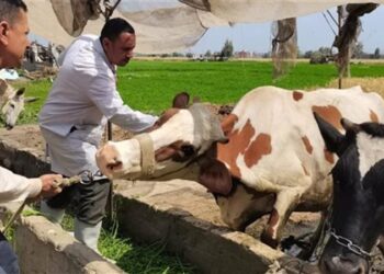 الزراعة توجه تحذير شديد لمربي الماشية.. تفاصيل