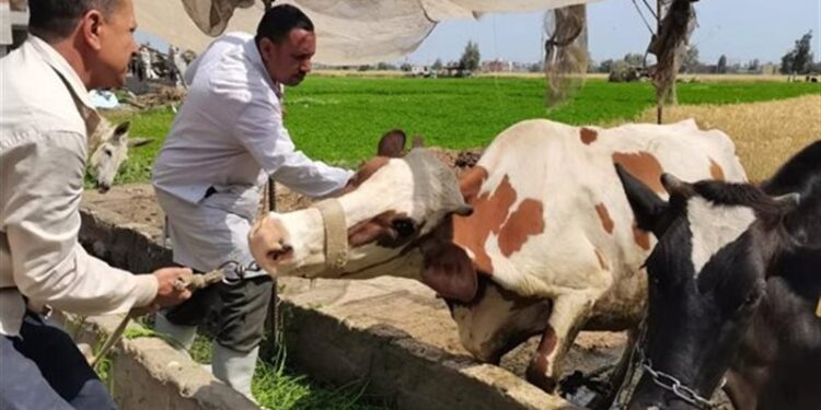 الزراعة توجه تحذير شديد لمربي الماشية.. تفاصيل
