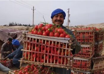 رئيس شعبة الخضار يكشف أسباب ارتفاع أسعار الطماطم.. تفاصيل
