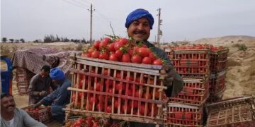 رئيس شعبة الخضار يكشف أسباب ارتفاع أسعار الطماطم.. تفاصيل