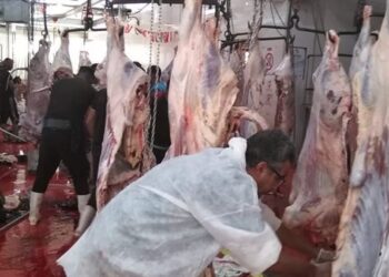 غرامات تصل لـ10 آلاف جنيه.. محافظ القاهرة يحظر ذبح الأضاحي في الشوارع