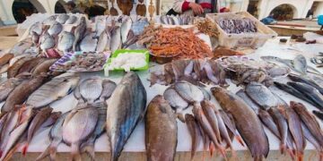 أسعار الأسماك اليوم الأربعاء 17 يوينو 2026 في سوق العبور