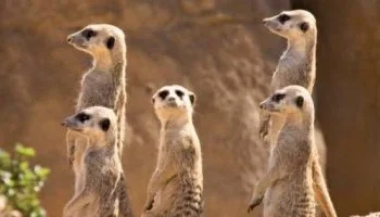 الطب البيطري بالفيوم: ظهور النمس المصري بأحد شوارع أبشواي لا يمثل خطورة على المواطنين
