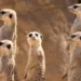 الطب البيطري بالفيوم: ظهور النمس المصري بأحد شوارع أبشواي لا يمثل خطورة على المواطنين