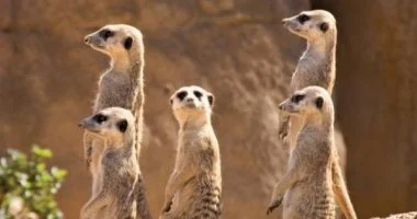 الطب البيطري بالفيوم: ظهور النمس المصري بأحد شوارع أبشواي لا يمثل خطورة على المواطنين